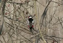 birds branches woodpecker 1920x1080 wallpaper Art HD Wallpaper